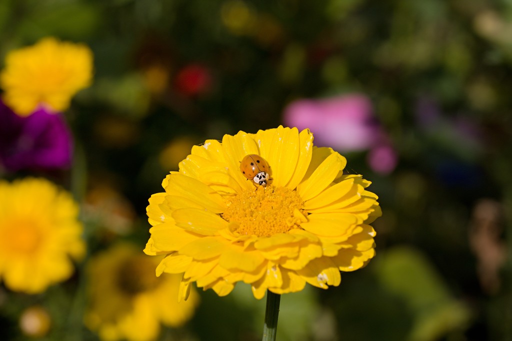 akkerranden akkerrand bloem bloemen flora hdr polder gewas landbouw biodiversiteit landschap cannabis wiet marihuana hasj hennep